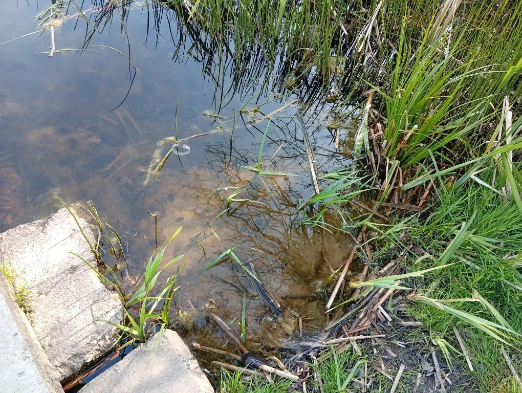 В Майском вода гораздо прозрачнее