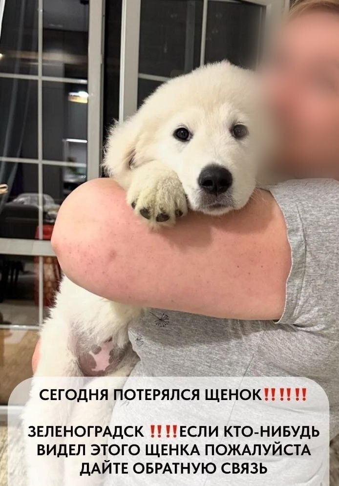 После потери питомца женщина разместила объявления в соцсетях. Щенка нашли на другой день.