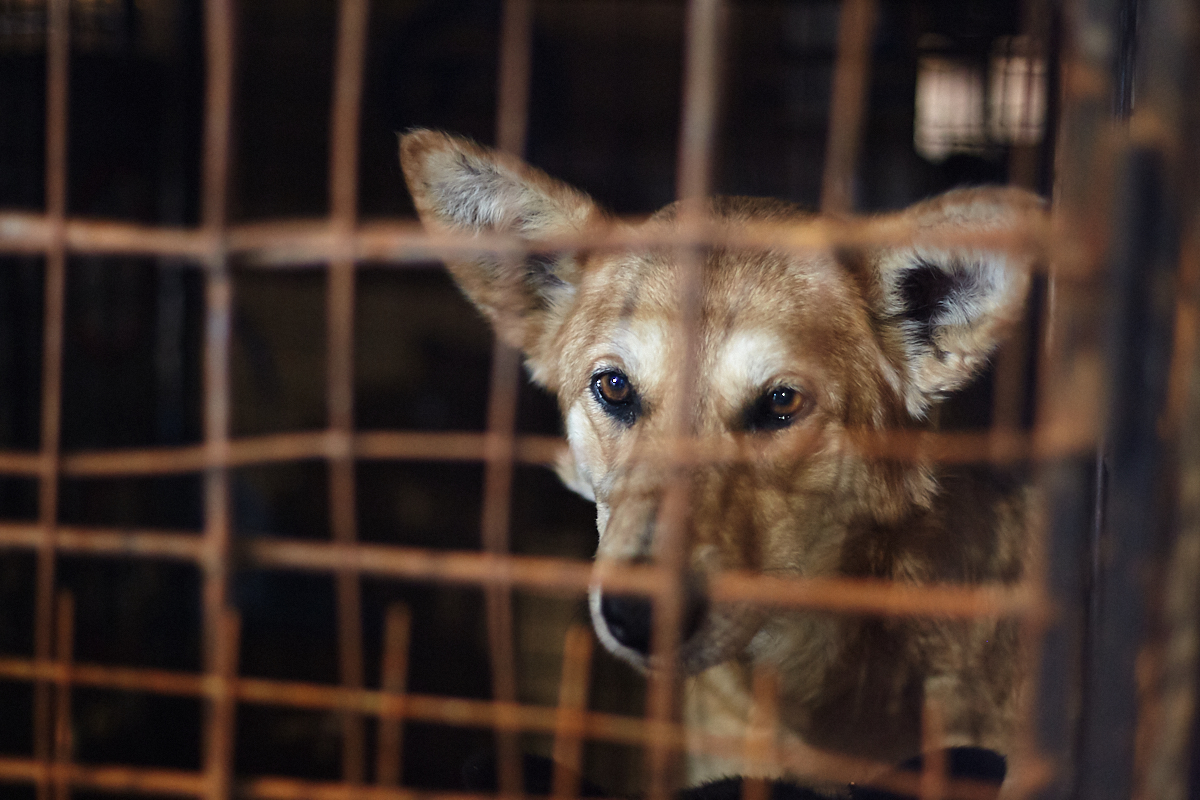 приют советск. приют верность смоленск. приют советск. приют бездомных собак в мо. экскурсия в собачий приют.