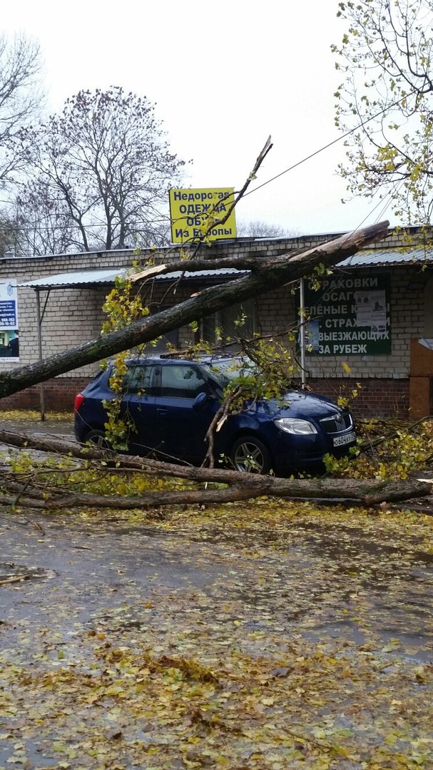 Деревья калининграда названия фото